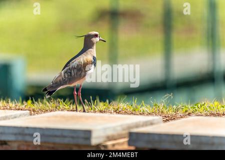 vanellus chilensis dans le parc de la ville Banque D'Images