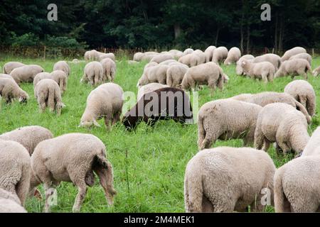 Un mouton noir parmi les moutons blancs (une association avec le proverbe : un mouton noir en troupeau) Banque D'Images