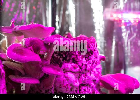 Gros bouquet de champignons dans une lumière de couleur néon. Belle plante minimaliste dans la lumière de néon. Concept minimaliste de style rétro. Motif d'arrière-plan pour la conception. Ma Banque D'Images