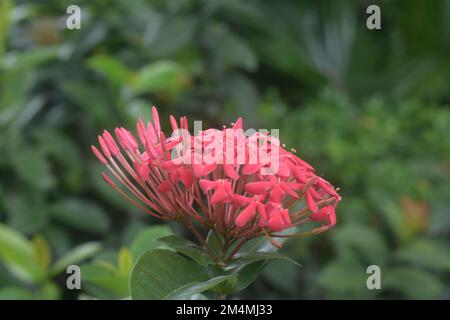 Un gros plan d'Ixora coccinea, également connu sous le nom de géranium de la jungle, flamme des bois. Banque D'Images