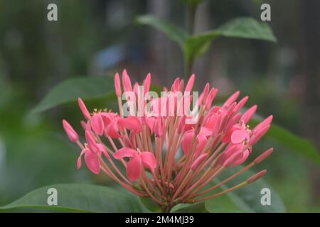 Un gros plan d'Ixora coccinea, également connu sous le nom de géranium de la jungle, flamme des bois. Banque D'Images