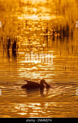 Shoveler se fauchant dans un lac au coucher du soleil Banque D'Images