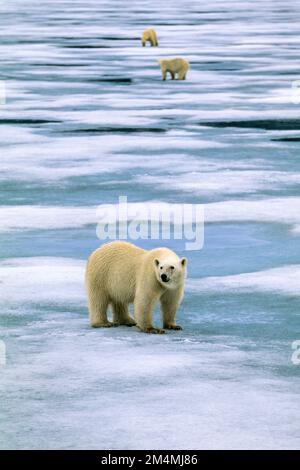 Ours polaires sur la glace en fusion dans l'Arctique Banque D'Images