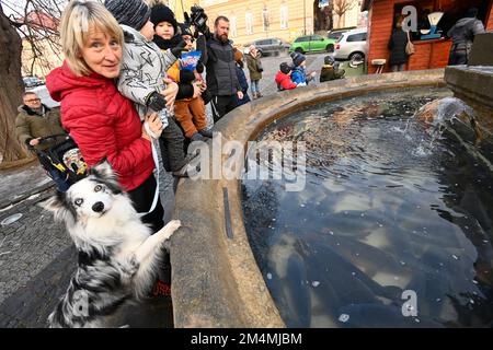 Uhersky Brod, République tchèque. 22nd décembre 2022. Vente de carpe de Noël de la fontaine baroque historique de la place Masaryk à Uherske Brod, 22 décembre 2022, Uherske Hradiste, République tchèque. Crédit: Dalibor Gluck/CTK photo/Alamy Live News Banque D'Images