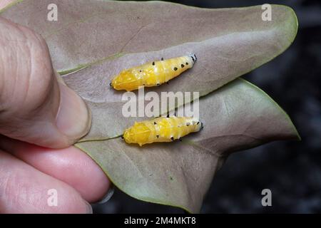 gros plan de la pupa du papillon jezebel peint Banque D'Images