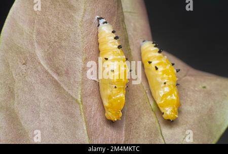 gros plan de la pupa du papillon jezebel peint Banque D'Images