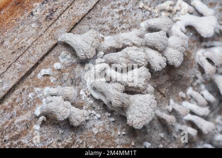 les champignons sauvages en forme d'entonnoir brun clair. Banque D'Images