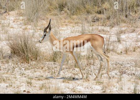 Antilope de Springbok (Antidorcas marsupialis) marchant dans le parc national d'Etosha, Namibie, Afrique du Sud-Ouest Banque D'Images