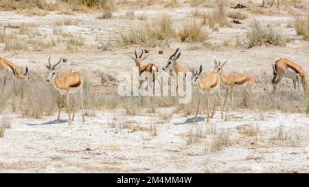 Antilopes de Springbok (Antidorcas marsupialis), Parc national d'Etosha, Namibie, Afrique du Sud-Ouest Banque D'Images