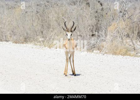 Antilope de Springbok (Antidorcas marsupialis) debout regardant la caméra dans le parc national d'Etosha, Namibie, Afrique du Sud-Ouest Banque D'Images