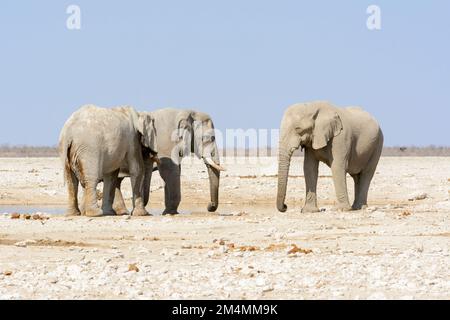 Les éléphants de brousse africains (Loxodonta Africana) se sont mis contre un ciel bleu sans nuages dans le parc national d'Etosha, Namibie, Afrique du Sud-Ouest Banque D'Images