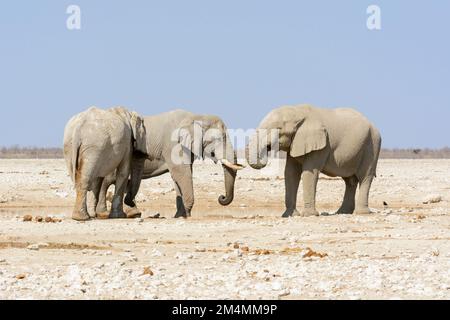 Les éléphants de brousse africains (Loxodonta Africana) se sont mis contre un ciel bleu sans nuages dans le parc national d'Etosha, Namibie, Afrique du Sud-Ouest Banque D'Images