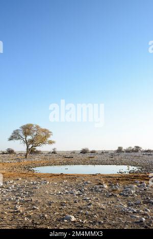 Vue sur le paysage du trou d'eau d'Okaukuejo illuminé la nuit dans le parc national d'Etosha, Namibie, Afrique du Sud-Ouest Banque D'Images