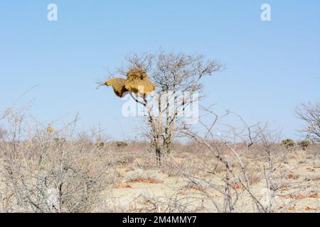 Un nid d'oiseau géant construit par les oiseaux de Weaver sociables (Philetairus socius) est suspendu dans un arbre dans le parc national d'Etosha, en Namibie, en Afrique du Sud-Ouest Banque D'Images