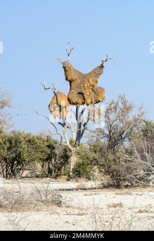 Un nid d'oiseau géant construit par les oiseaux de Weaver sociables (Philetairus socius) est suspendu dans un arbre dans le parc national d'Etosha, en Namibie, en Afrique du Sud-Ouest Banque D'Images