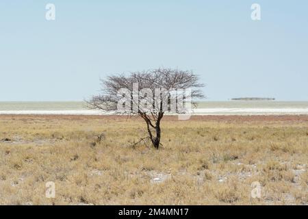 Vue sur le paysage d'un arbre isolé au bord de la vaste casserole de sel au parc national d'Etosha avec un ciel bleu clair, Namibie, Afrique du Sud-Ouest Banque D'Images