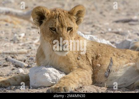 Jeune lion cub (Panthera leo) se détendant à l'ombre d'un arbre dans le parc national d'Etosha, Namibie, Afrique du Sud-Ouest Banque D'Images