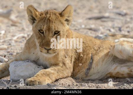 Jeune lion cub (Panthera leo) se détendant à l'ombre d'un arbre dans le parc national d'Etosha, Namibie, Afrique du Sud-Ouest Banque D'Images