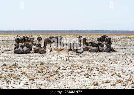 Un tremplin (Antidorcas marsupiali) qui passe devant un troupeau de Blue Wildebeest (Connochaetes taurinus) dans le parc national d'Etosha, en Namibie, en Afrique du Sud-Ouest Banque D'Images