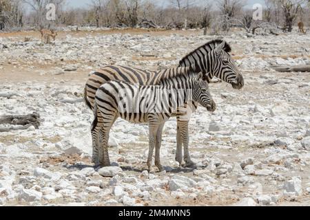 Mère et jeune poulain zèbres de Burchell (Equus quagga burchellii) dans le parc national d'Etosha, Namibie. Alias bontequagga et zébra Damaraland Banque D'Images