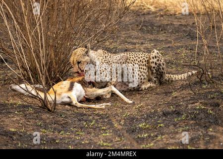 Cheetah se nourrissant d'une gazelle de Thomson chassée photographiée en Tanzanie Banque D'Images