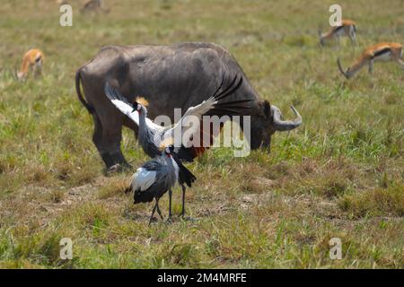 Grue à couronne grise AKA grue à couronne africaine est (Balearia regulorum). Les deux sexes ont la crête de fan-comme sur leur tête qui donne ce bir Banque D'Images