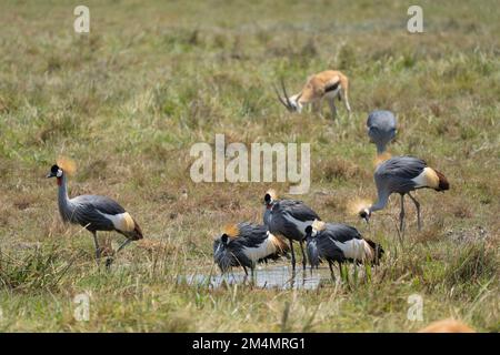 Grue à couronne grise AKA grue à couronne africaine est (Balearia regulorum). Les deux sexes ont la crête de fan-comme sur leur tête qui donne ce bir Banque D'Images