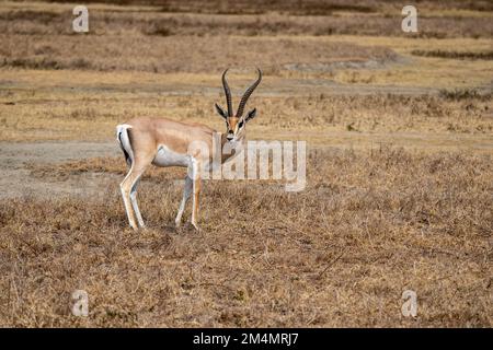 La gazelle de Grant (Nanger granti) est une espèce de gazelle distribuée du nord de la Tanzanie au sud du Soudan et à l'Éthiopie, et de la côte kenyane au L. Banque D'Images