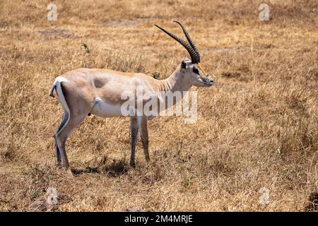 La gazelle de Grant (Nanger granti) est une espèce de gazelle distribuée du nord de la Tanzanie au sud du Soudan et à l'Éthiopie, et de la côte kenyane au L. Banque D'Images