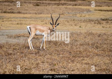 La gazelle de Grant (Nanger granti) est une espèce de gazelle distribuée du nord de la Tanzanie au sud du Soudan et à l'Éthiopie, et de la côte kenyane au L. Banque D'Images