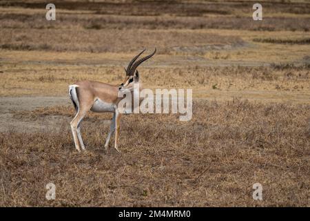 La gazelle de Grant (Nanger granti) est une espèce de gazelle distribuée du nord de la Tanzanie au sud du Soudan et à l'Éthiopie, et de la côte kenyane au L. Banque D'Images