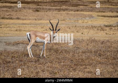 La gazelle de Grant (Nanger granti) est une espèce de gazelle distribuée du nord de la Tanzanie au sud du Soudan et à l'Éthiopie, et de la côte kenyane au L. Banque D'Images