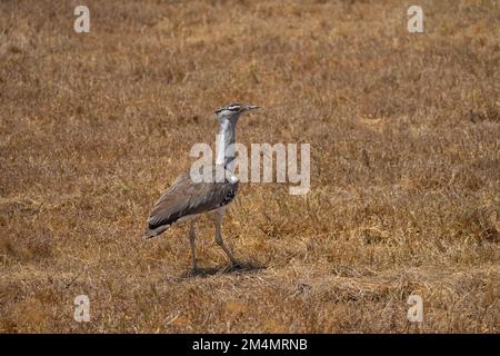 Outarde Kori (Ardeotis kori). Ce grand oiseau habite les plaines à herbes courtes dans l'ensemble de l'Afrique orientale et australe. Il peut atteindre plus de un mètre de hauteur Banque D'Images