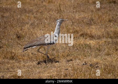 Outarde Kori (Ardeotis kori). Ce grand oiseau habite les plaines à herbes courtes dans l'ensemble de l'Afrique orientale et australe. Il peut atteindre plus de un mètre de hauteur Banque D'Images