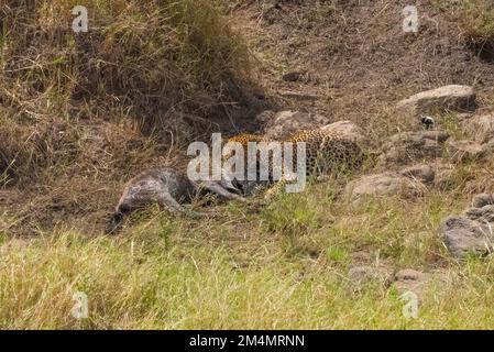 Léopard se nourrissant d'un wildebeest chassé photographié en Tanzanie Banque D'Images