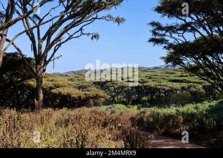 Zone de conservation du cratère de Ngorongoro Tanzanie Banque D'Images