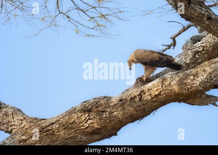 Aigle Tawny (Aquila rapax). Sur un arbre photographié en Tanzanie Banque D'Images