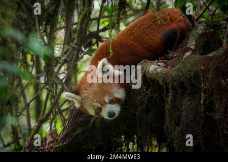 Panda rouge assis sur une perchaude de mousse dans un arbre à noix de chêne Banque D'Images