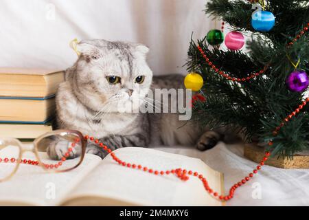 Chat gris intéressé couché près d'un livre ouvert et d'un arbre de Noël Banque D'Images