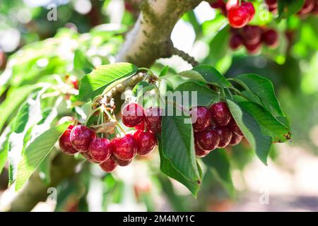 cerises mûres sur les branches d'arbres dans le verger de cerises Banque D'Images