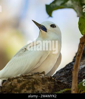 Vue portrait d'un sterne blanc (Gygis alba) sur l'île Cousin, Seychelles Banque D'Images