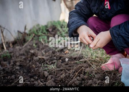 Les mains de l'enfant cultivant des graines de haricots dans le lit de jardin. Semis de semences au printemps pour l'agriculture écologique Banque D'Images