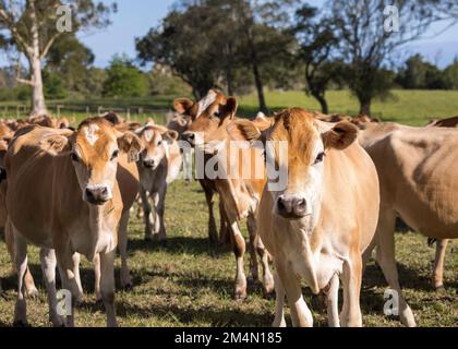 Gros plan d'un troupeau de jeunes bovins de Jersey debout sur le pâturage de la ferme en regardant la caméra. Banque D'Images