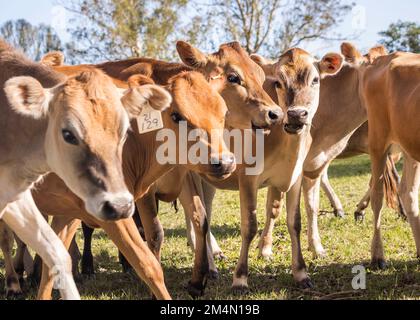 Gros plan d'un troupeau de jeunes bovins de Jersey debout sur le pâturage de la ferme en regardant la caméra. Banque D'Images