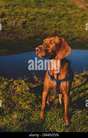 Chien hongrois Vizsla regardant le coucher du soleil dans les montagnes Banque D'Images