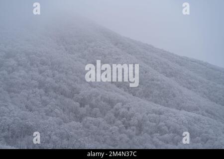 Paysage du nord avec montagne couverte de forêt dense après la neige avec hiver brouillard épais Banque D'Images