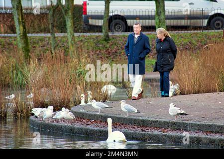 Glasgow, Écosse, Royaume-Uni 22nd décembre 2022. En plus de l'épidémie de grippe aviaire à Hogganfield loch, précédemment documentée, la population importante et concentrée d'oiseaux de l'étang dans le parc KNightswood a vu une éclosion avec des avertissements accrochés aux arbres. L'avertissement qui en résulte aux propriétaires et à leurs chiens au sujet de la contamination croisée des nourrir signifie que les animaux ont faim et fourragent pour équilibrer le manque à gagner . Crédit Gerard Ferry/Alay Live News Banque D'Images