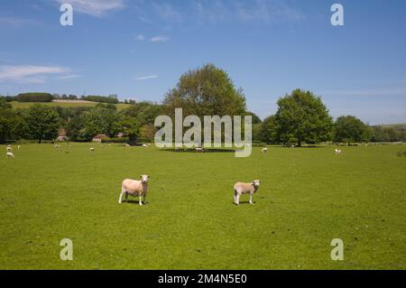 Grand pré avec pâturage de moutons dans les jardins West Dean Sussex Angleterre Banque D'Images