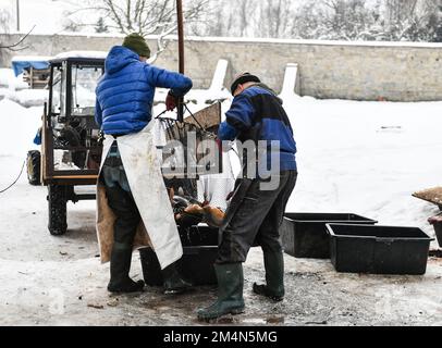 Les pêcheurs attrapent des carpes pour vendre quelques jours à Noël. A Staniatki, près de Cracovie, des religieuses du monastère bénédictin vendent des carpes. Les carpes sont une tradition en Pologne lorsqu'ils sont servis le soir de Noël. (Photo par Alex Bona / SOPA Images / Sipa USA) Banque D'Images