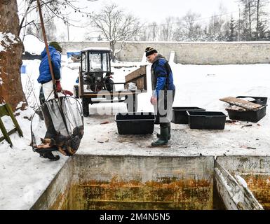 Les pêcheurs attrapent des carpes pour vendre quelques jours à Noël. A Staniatki, près de Cracovie, des religieuses du monastère bénédictin vendent des carpes. Les carpes sont une tradition en Pologne lorsqu'ils sont servis le soir de Noël. (Photo par Alex Bona / SOPA Images / Sipa USA) Banque D'Images